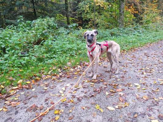 Herdenschutzhunde-Beitrag-Bild