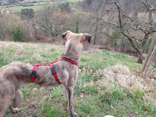 Windhunde - Treffen der besonderen Schönheiten
HERZLICH WILLKOMMEN-Beitrag-Bild