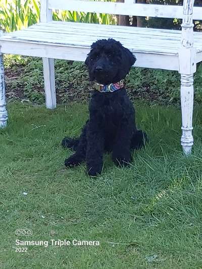 Alles rund um den Pudel-Beitrag-Bild