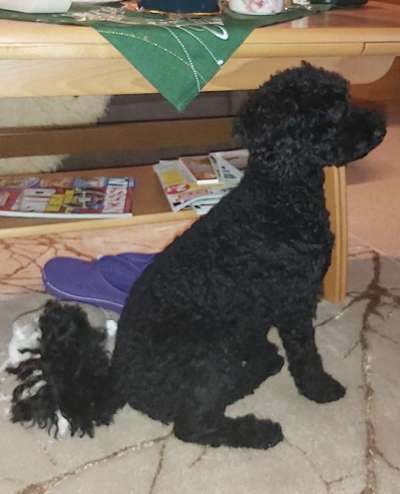 Alles rund um den Pudel-Beitrag-Bild