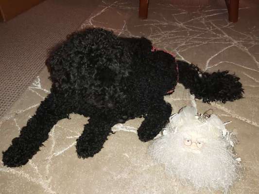 Alles rund um den Pudel-Beitrag-Bild