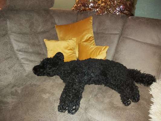 Alles rund um den Pudel-Beitrag-Bild