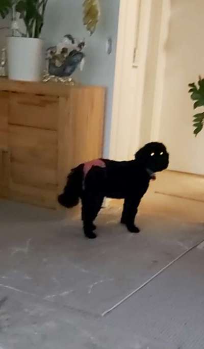 Alles rund um den Pudel-Beitrag-Bild