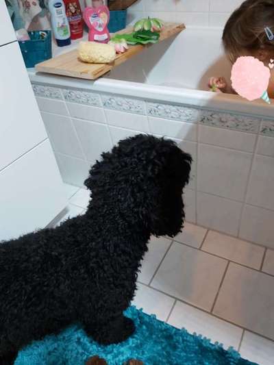 Alles rund um den Pudel-Beitrag-Bild