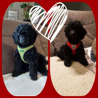 Alles rund um den Pudel-Beitrag-Bild