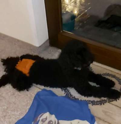 Alles rund um den Pudel-Beitrag-Bild