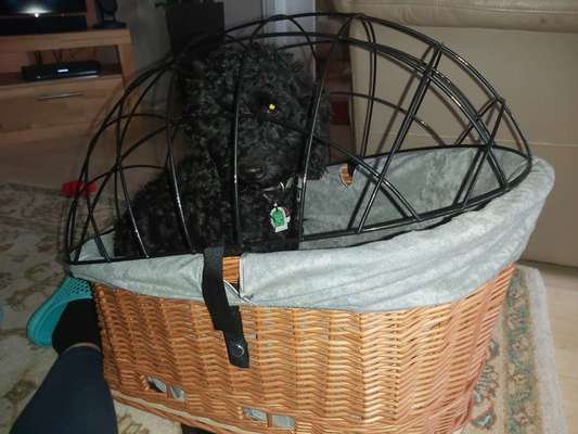 Alles rund um den Pudel-Beitrag-Bild