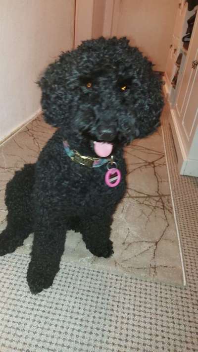 Alles rund um den Pudel-Beitrag-Bild