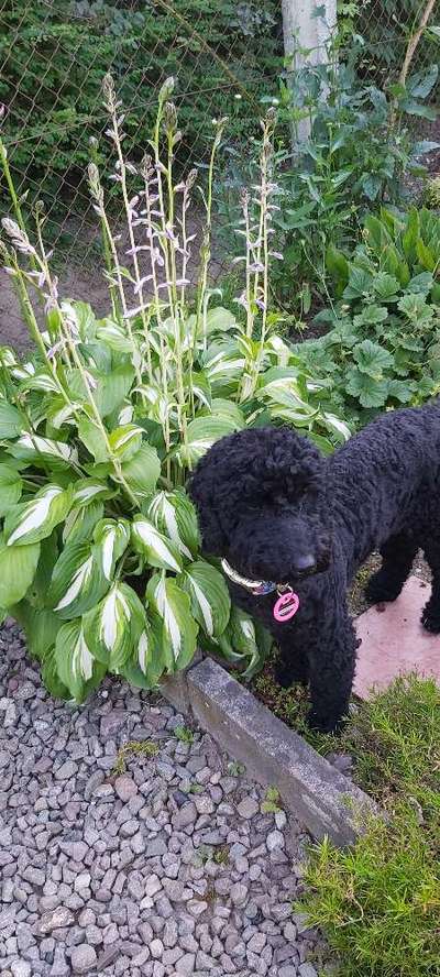 Alles rund um den Pudel-Beitrag-Bild