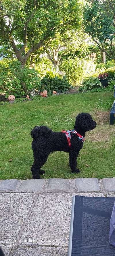 Alles rund um den Pudel-Beitrag-Bild