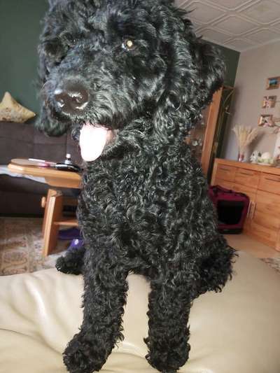 Alles rund um den Pudel-Beitrag-Bild