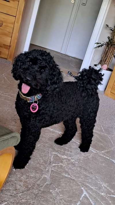 Alles rund um den Pudel-Beitrag-Bild