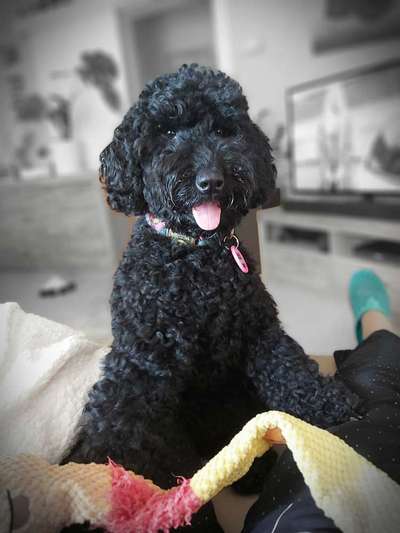 Alles rund um den Pudel-Beitrag-Bild