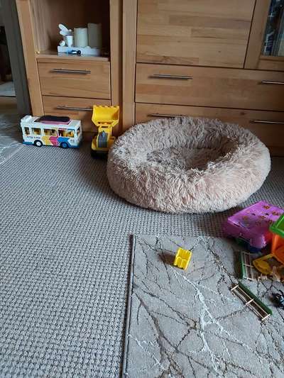 Alles rund um den Pudel-Beitrag-Bild