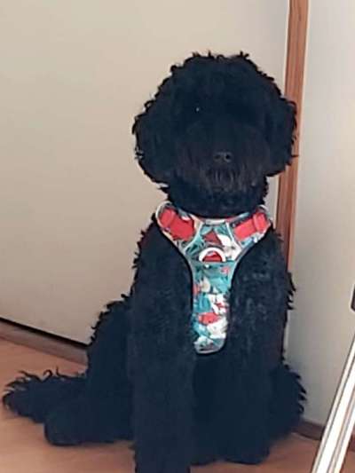 Alles rund um den Pudel-Beitrag-Bild