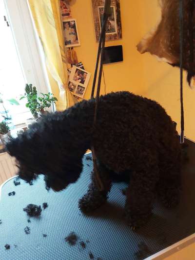 Alles rund um den Pudel-Beitrag-Bild