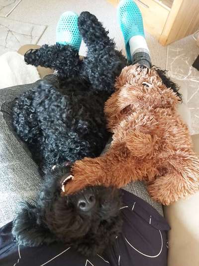 Alles rund um den Pudel-Beitrag-Bild