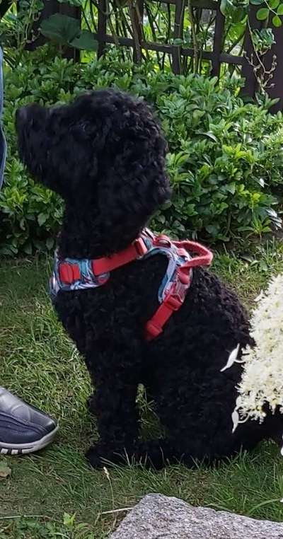 Alles rund um den Pudel-Beitrag-Bild