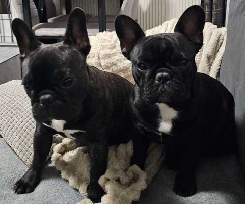 Hundetreffen-Junghunde spielrunde-Bild