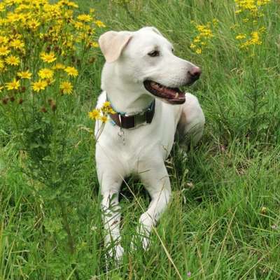 Hundetreffen-Treffen für Gassi gehen oder spielen.-Bild