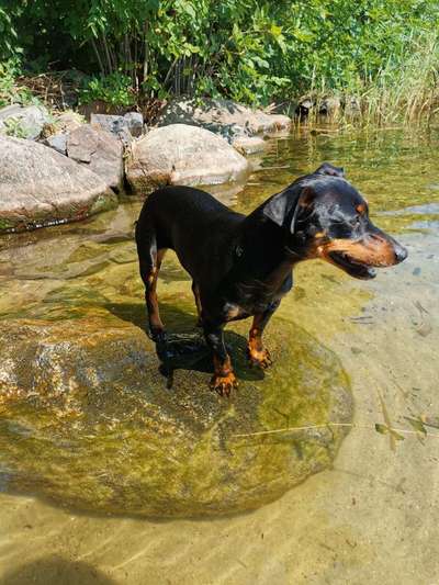 Hundetreffen-Freunde gesucht-Bild