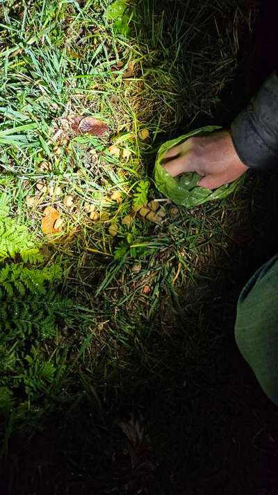 Giftköder-Futterhaufen im Gras-Bild