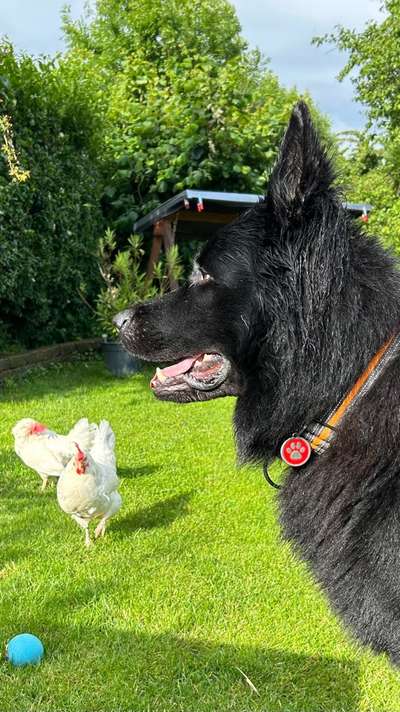 Wie kamst du zu deinem Hund?-Beitrag-Bild