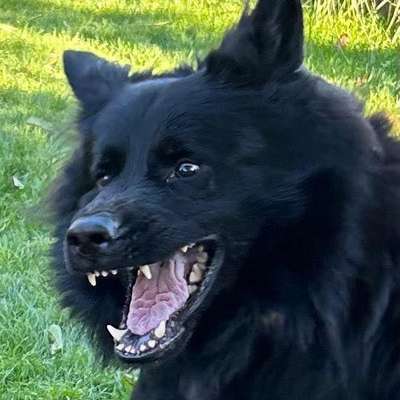 Welche Lüge erzählt ihr eurem Hund regelmäßig?“ 😂-Beitrag-Bild