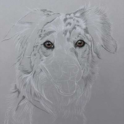 aktuelles Foto Gruppe Australian Shepherd