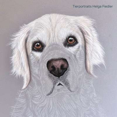 aktuelles Foto Gruppe Golden Retriever