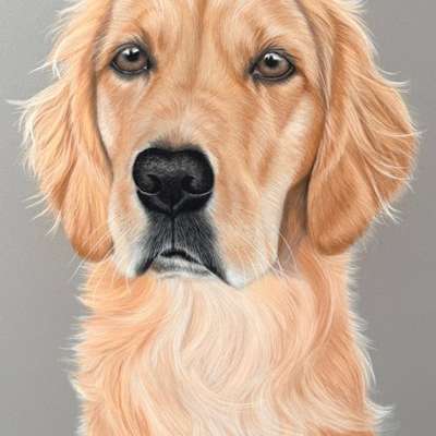aktuelles Foto Gruppe Golden Retriever