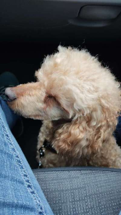 Alles rund um den Pudel-Beitrag-Bild