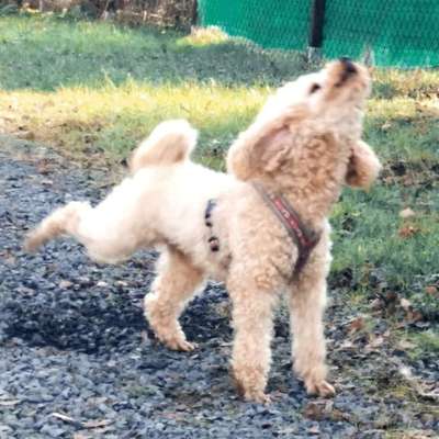 Alles rund um den Pudel-Beitrag-Bild