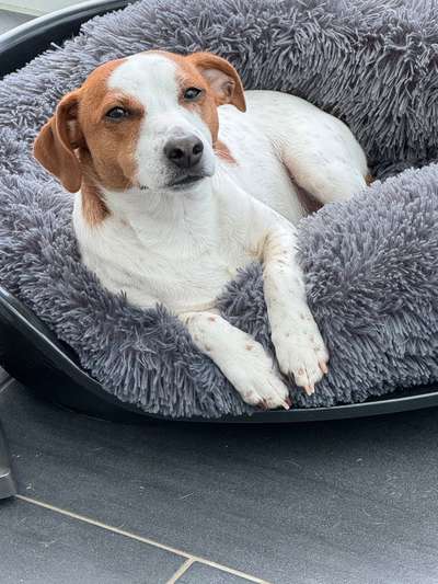 Dansky (Dansk-Svensk Gårdshund)-Beitrag-Bild