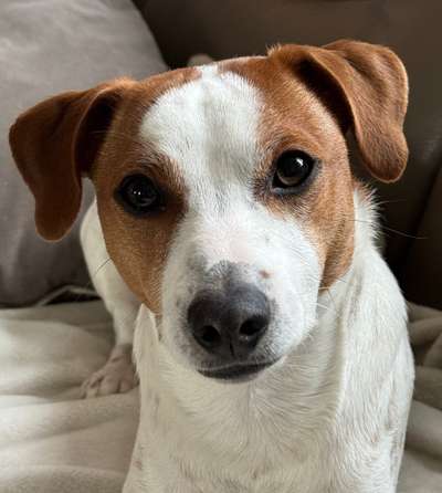 Dansky (Dansk-Svensk Gårdshund)-Beitrag-Bild