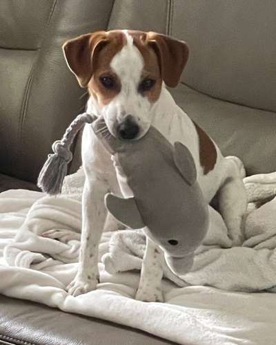 Dansky (Dansk-Svensk Gårdshund)-Beitrag-Bild