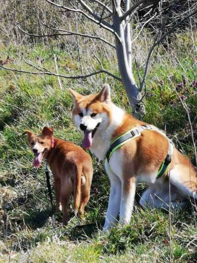 Ein Bild der großen Liebe eures Hundes-Beitrag-Bild