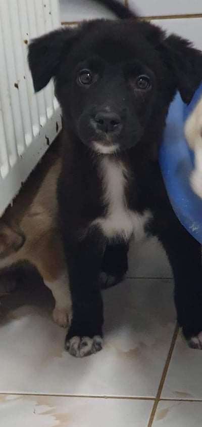 Welpen Bilder !-Beitrag-Bild