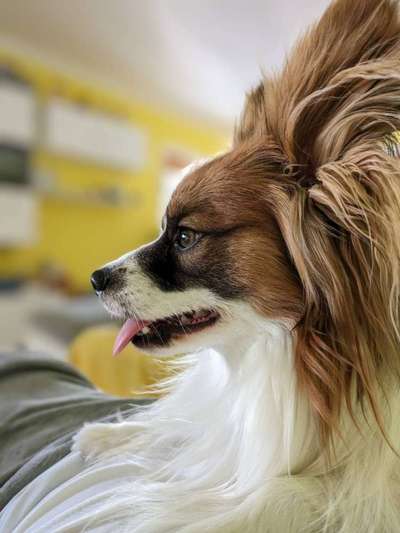 Wo sind die Papillon Besitzer?-Beitrag-Bild