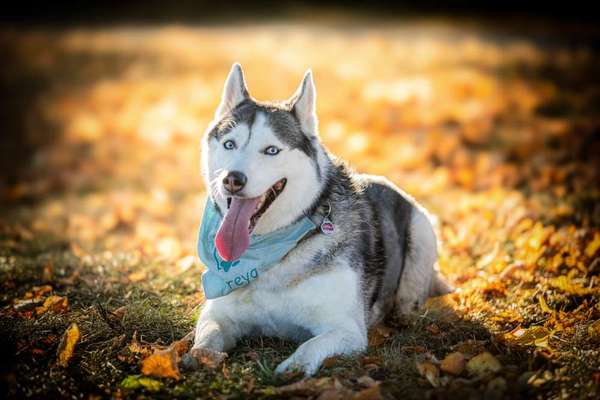 Hundetreffen-Regelmäßige Trainingsgassirunden im Killertal (vorzugsweise größere Hunde)-Bild