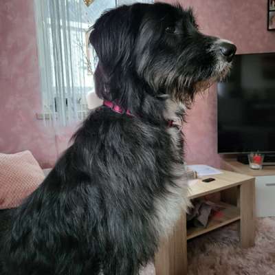 Auslandstierschutz-Beitrag-Bild