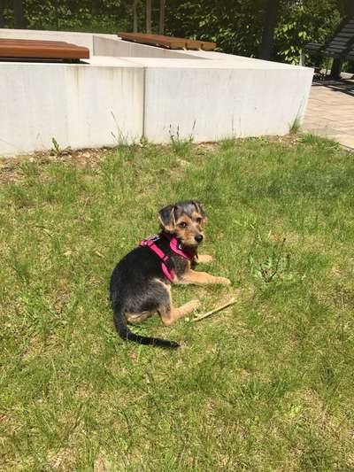 Die Dogorama Monats Challenge "Es grünt und blüht"-Beitrag-Bild