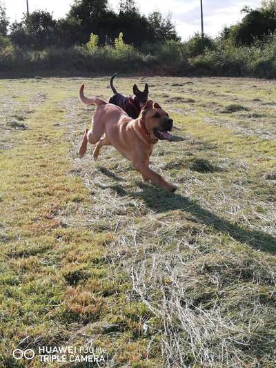 Die Dogorama Wochen Challenge-Beitrag-Bild