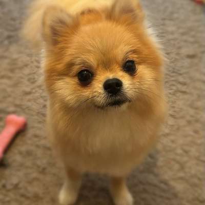 Hundetreffen-Spielfreunde gesucht (oder Gassirunde/Social Walk)-Bild