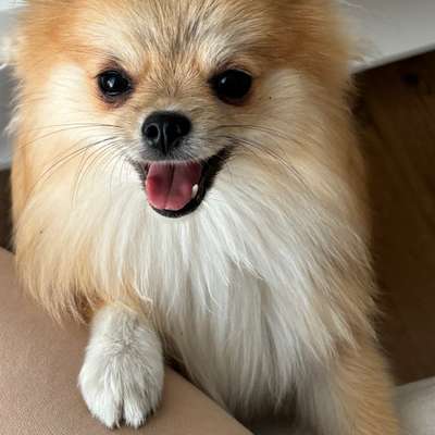 Hundetreffen-Spielfreunde gesucht (oder Gassirunde)-Bild