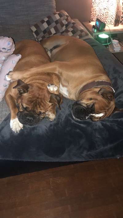 Hundetreffen-Bordeaux Boxer-Bild