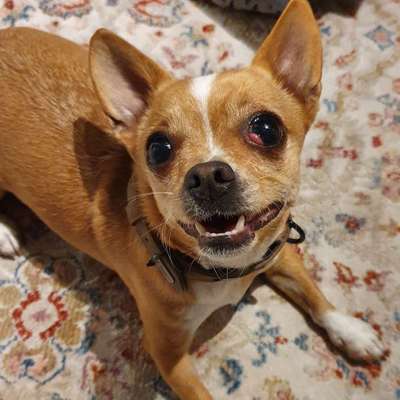 Hundetreffen-Gassi Freunde Mühldorf Nord-Bild