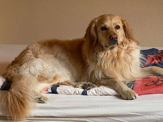 Hovawart-Beitrag-Bild