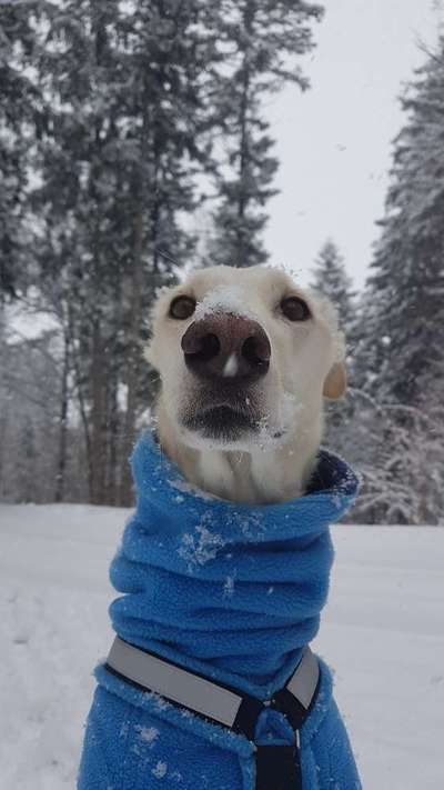 Windhunde - Treffen der besonderen Schönheiten
HERZLICH WILLKOMMEN-Beitrag-Bild