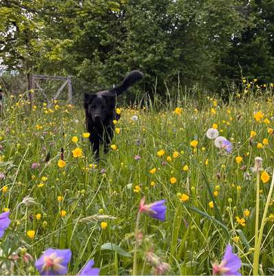Hundetreffen-Play date-Bild